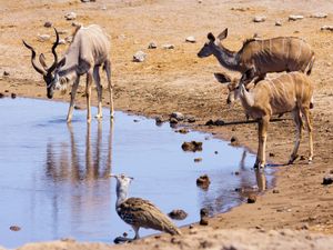 Impalas im Etosha-Nationalpark in Namibia